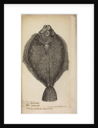 '...a Turbutt' by Anonymous