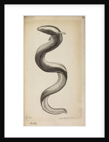 'Anguilla Salviani' by Anonymous