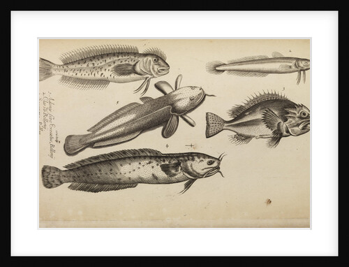 Study of five fish by Anonymous