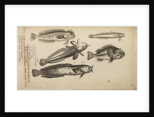Study of five fish by Anonymous