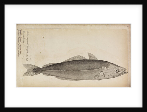 'Asellus niger' by Anonymous