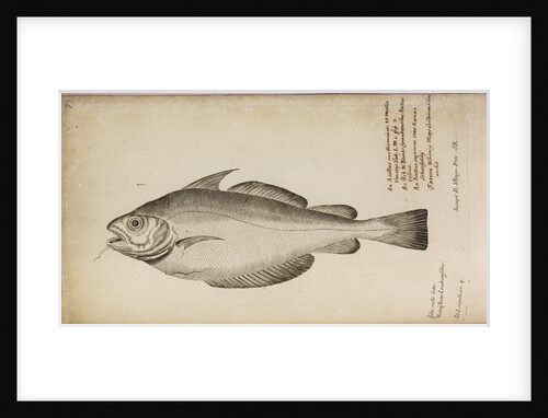 'Asellus mollis latus' by Anonymous