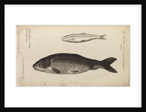 '..a Greyling' and 'carp' by Anonymous