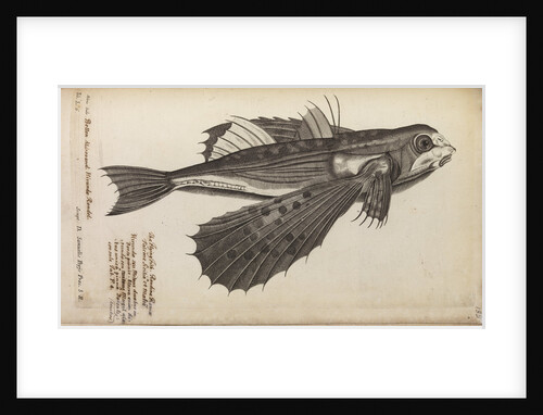 'Milvus Salv.' by Anonymous