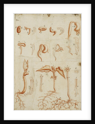 A bean sprouting by Marcello Malpighi