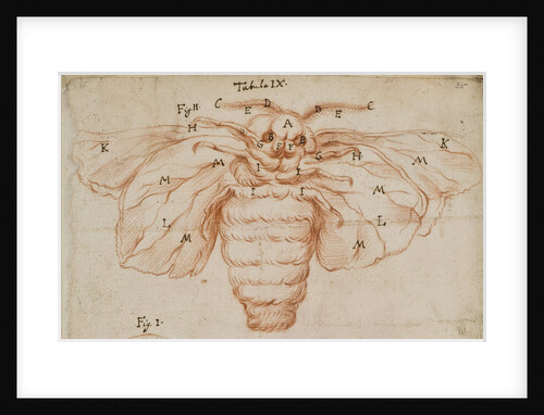 A silk moth by Marcello Malpighi