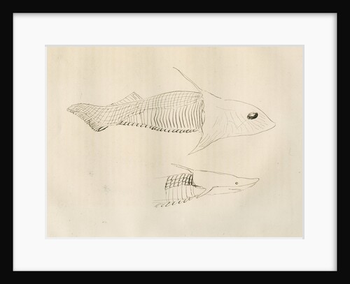 Armoured fish ['Placodermi'] by Anonymous