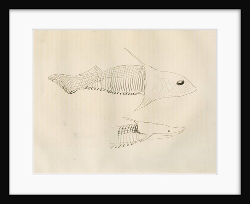Armoured fish ['Placodermi'] by Anonymous