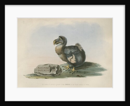 The Dodo by Anonymous