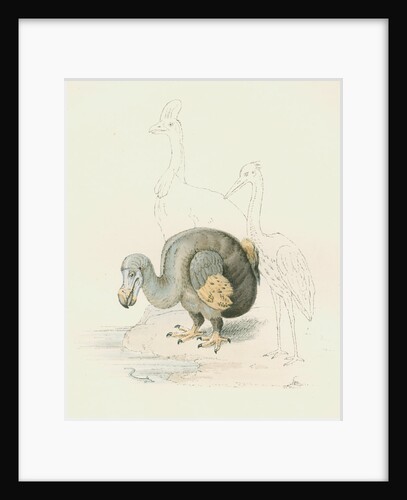 Dodo, with Cassowary and Heron [?] by Anonymous
