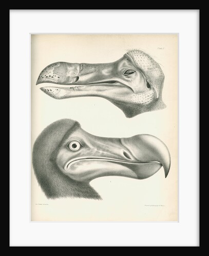 Two studies of a Dodo head by Joseph Dinkel