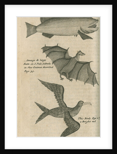 Animals of New Guinea observed by William Dampier (1651-1715) by Anonymous
