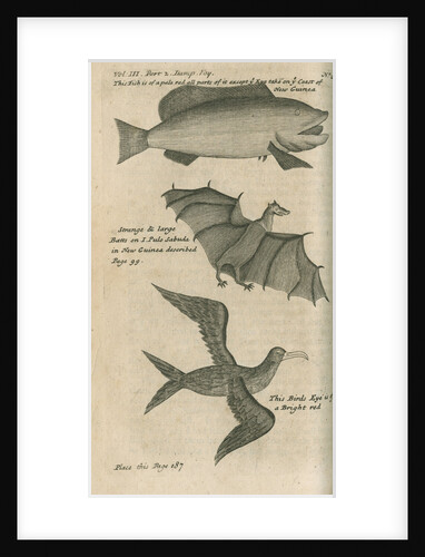 Animals of New Guinea observed by William Dampier (1651-1715) by Anonymous