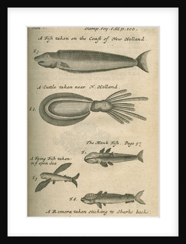Marine life of Australia [New Holland] observed by William Dampier (1651-1715) by Anonymous