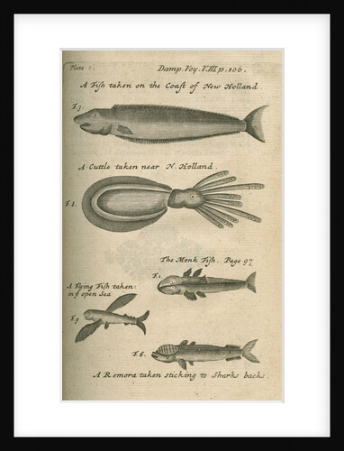 Marine life of Australia [New Holland] observed by William Dampier (1651-1715) by Anonymous