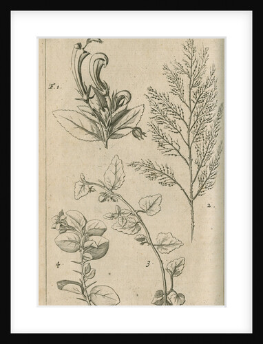 Plants of Australia [New Holland] observed by William Dampier (1651-1715) by Anonymous
