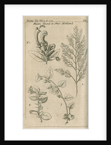 Plants of Australia [New Holland] observed by William Dampier (1651-1715) by Anonymous