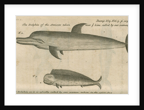 Marine life of Australia [New Holland] observed by William Dampier (1651-1715) by Anonymous
