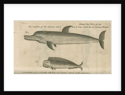 Marine life of Australia [New Holland] observed by William Dampier (1651-1715) by Anonymous