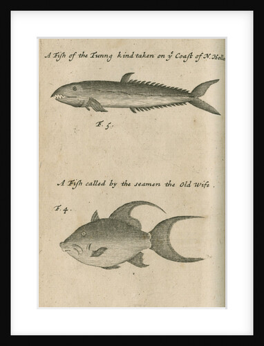 Marine life observed by William Dampier (1651-1715) by Anonymous