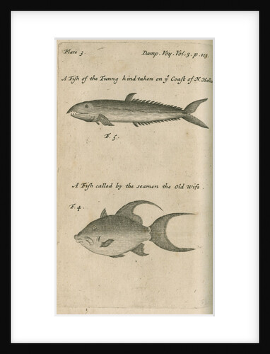 Marine life observed by William Dampier (1651-1715) by Anonymous
