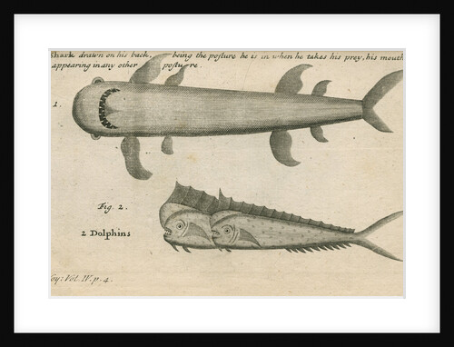 Marine life observed by William Funnell by Anonymous