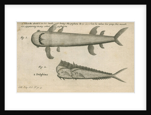 Marine life observed by William Funnell by Anonymous