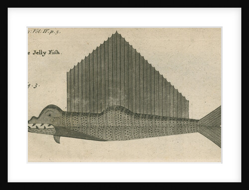 'The Jelly Fish', observed by William Funnell by Anonymous