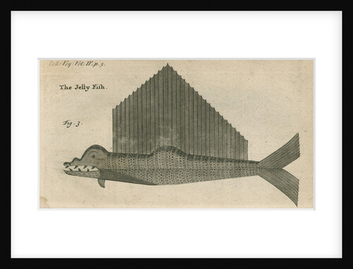 'The Jelly Fish', observed by William Funnell by Anonymous
