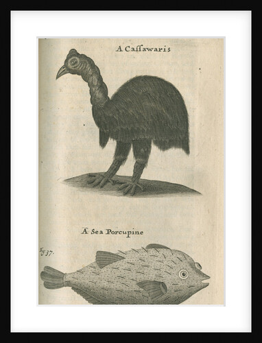 Cassowary and sea-porcupine fish observed by William Funnell by Anonymous