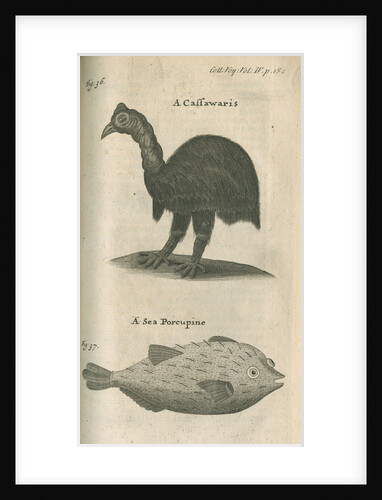 Cassowary and sea-porcupine fish observed by William Funnell by Anonymous