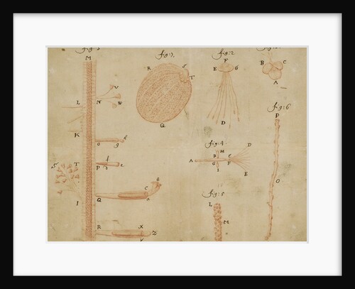 Microscopic views of duckweed and microorganisms by Antoni van Leeuwenhoek