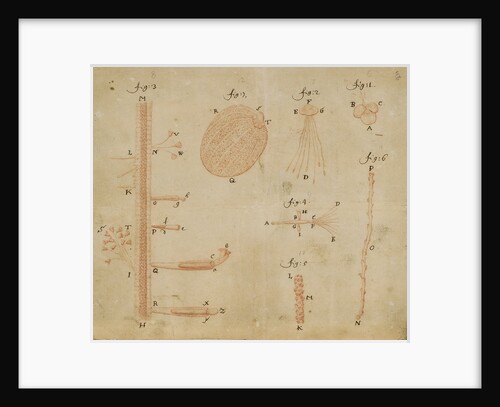 Microscopic views of duckweed and microorganisms by Antoni van Leeuwenhoek
