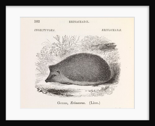 Hedgehog by Anonymous