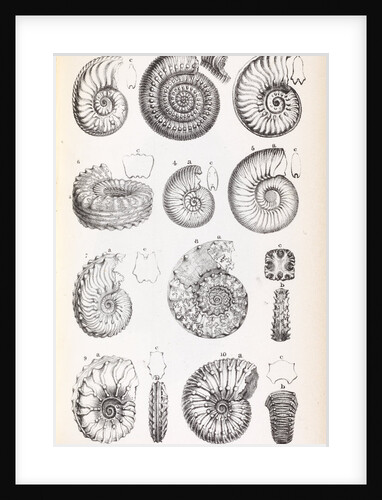 Various forms of ammonites by Edward Lear