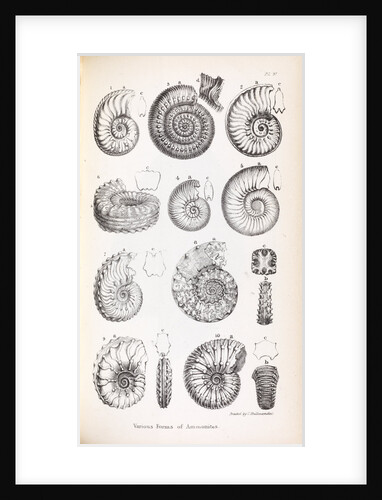 Various forms of ammonites by Edward Lear