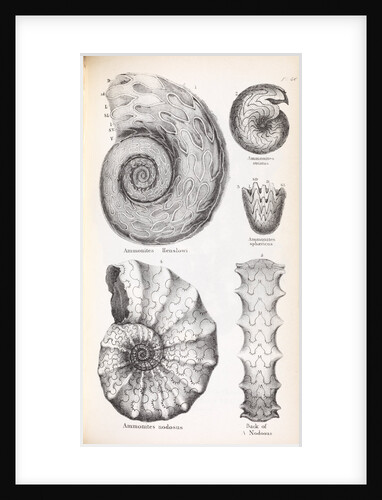 Four genus of ammonite by Edward Lear