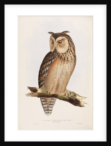 Eastern Great Horned Owl by Edward Lear