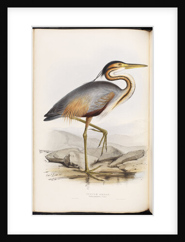 Purple Heron by Edward Lear