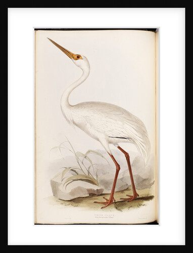 White Crane by Edward Lear