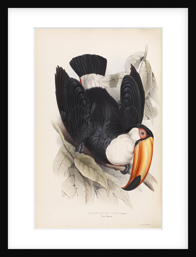 Toco Toucan by Edward Lear