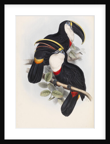 Culmenated Toucan by Edward Lear