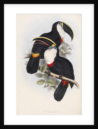 Culmenated Toucan by Edward Lear