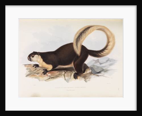 Malayan Giant Squirrel by I W Moore