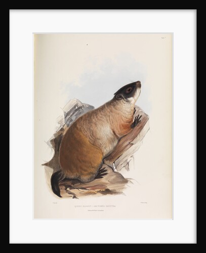 Quebec Marmot by I W Moore