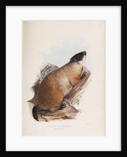 Quebec Marmot by I W Moore