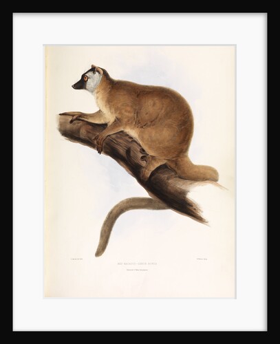Red Macacuco [Red Lemur] by I W Moore