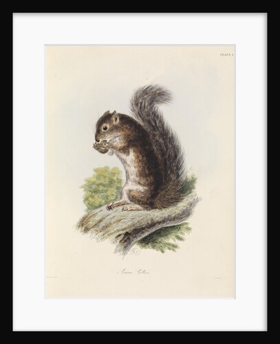 Mexican tree squirrel by Thomas Landseer