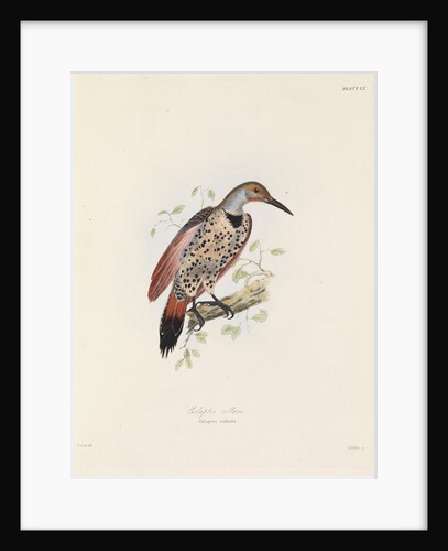 Red-shafted Flicker by John Christian Zeitter