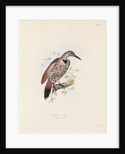 Red-shafted Flicker by John Christian Zeitter